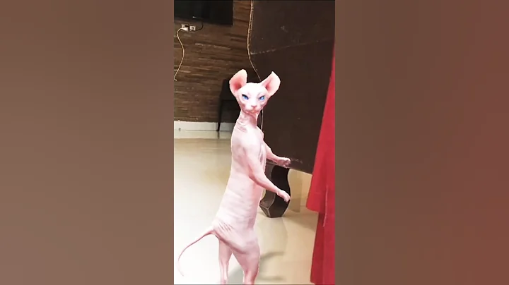 Video 11445171: cat dance funny sphynx, cutest hairless cat