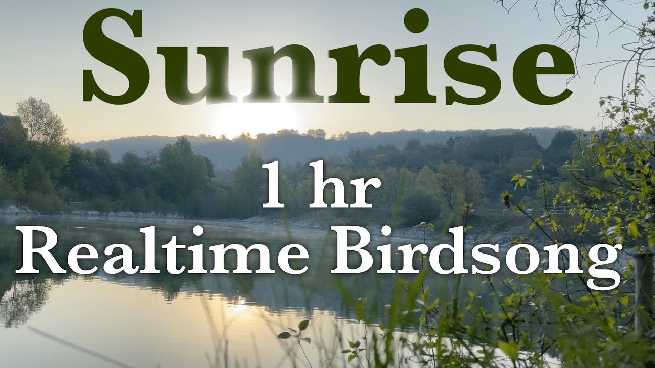 SUNRISE - 1 HOUR - Realtime Birdsong & Nature Sounds [No Loop]