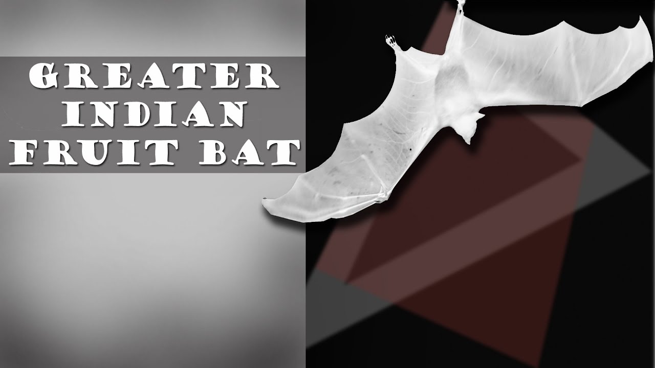 Never Seen Close Up Bat Video | Greater Indian Fruit Bat | Indian Flying Fox | Largest Bat | বাদুড় |