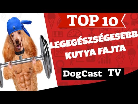 Videó: Top 10 alacsony karbantartású kutya