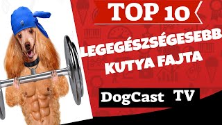 TOP 10 legegészségesebb kutya fajta!  DogCast TV!