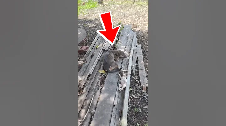 This Little Dog Family Was Left Behind After Their Owner Moved Away And Never Looked Back