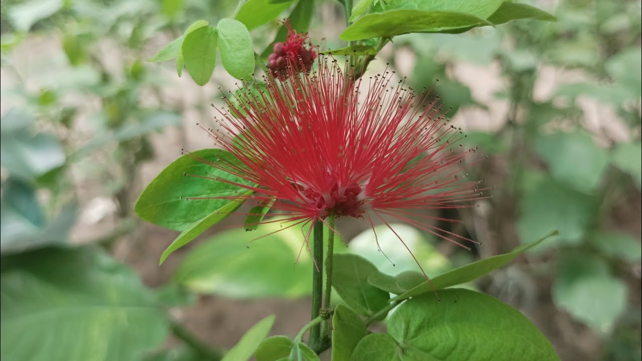 Calliandra Tergemina var. emarginata | Best Flowering plant | Res flowers