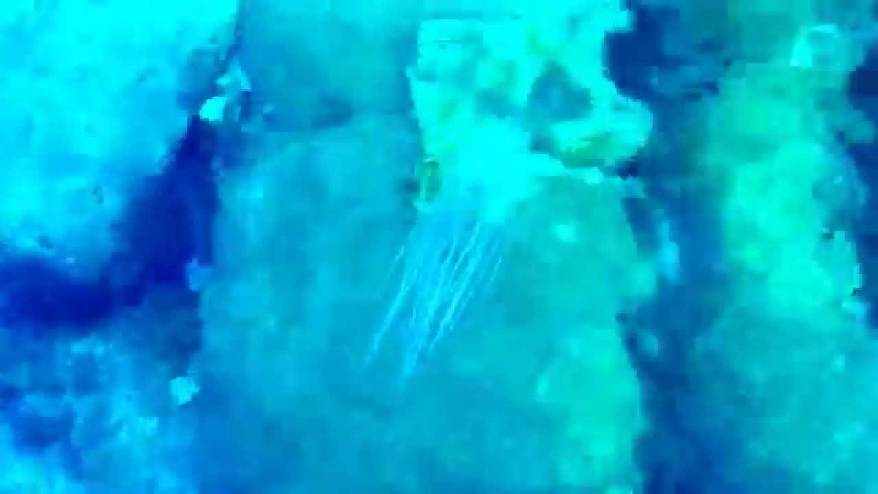 Box Jellyfish Okinawa YouTube