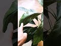 Avocadopflanze update #plants #avocado #houseplants