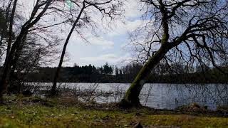 Scotland ambience - 10 hours of relaxing nature forest sounds
