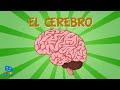 EL CEREBRO 🧠  | Vídeos Educativos para Niños