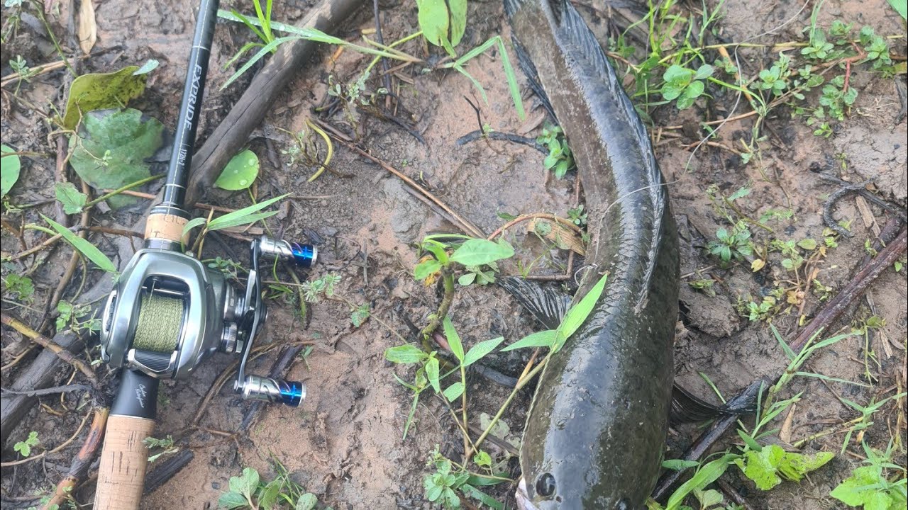 បបក់ត្រីជុំគ្នានៅ គុជនុបភាគ២ #fishing # បបក់ត្រី #លាងអំបិលស្អាត