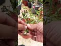 #youtubevideos#flowers#gardening