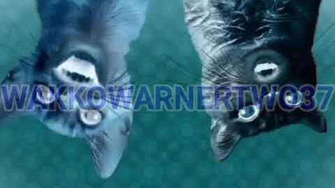 (BEING WORKED ON) preview 2 Numa cat Dutch effects