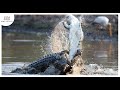 15 times crocodiles and alligators messed with the wrong opponent