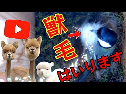 ④ 2024 速報 「シジュウカラ物語」獣毛入りまーす＾＾