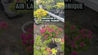 Propagation by air layering technique #bougainvillea