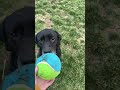 good deal #Music #Dog #Puppy #Hank #Doge #Dog #pooch #doggys #doggie #blackdog #Lab #Labrador