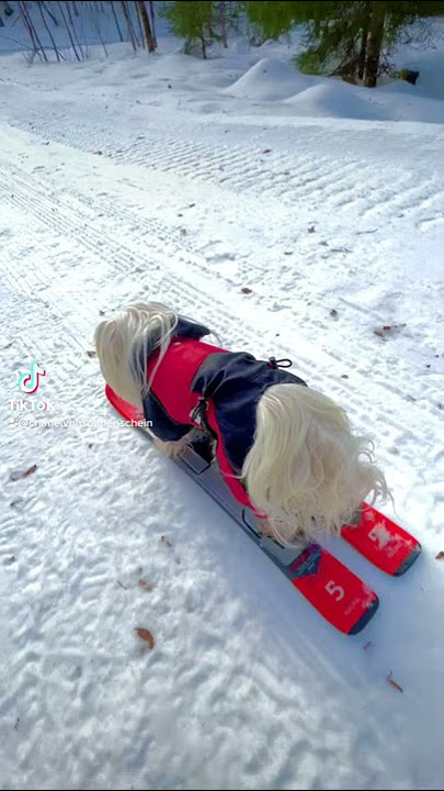 Hund auf Ski - Ski 😊👍 #fly #hundaufski #skifahren