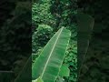 Need a peaceful escape? Close your eyes and step into a tropical forest after dark. The soothing rhy
