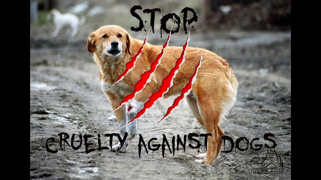 Stop Animal Cruelty Rise In Dog Abuse Cases In India stop animal