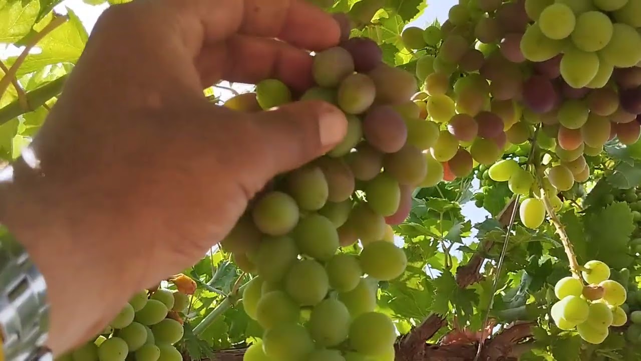 كيفية معاملات عنب بلاك ماجيك تعالي