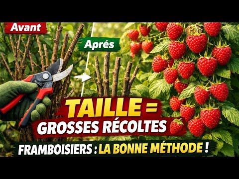 Pruning raspberry bushes in the garden: how to increase raspberry production naturally