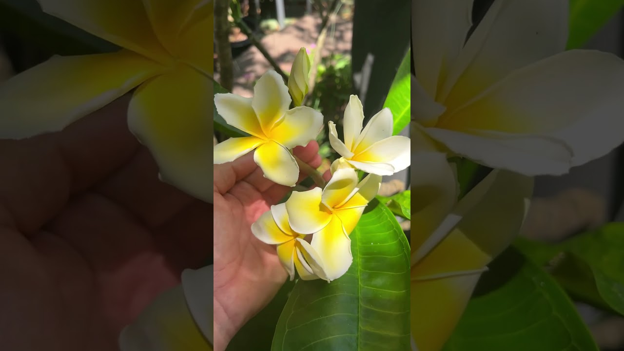 Tropical Plumeria Flowers Just Bloomed! - YouTube