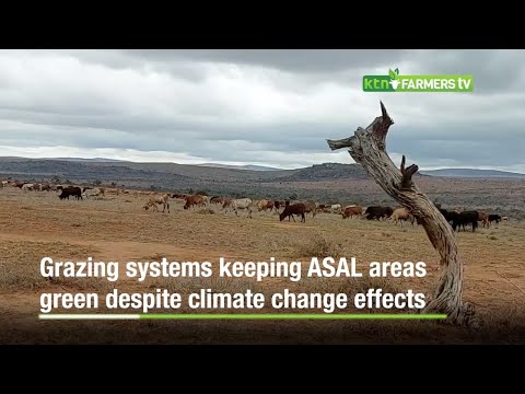 Grazing systems keeping ASAL areas green despite climate change effects