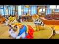 Happy Halloween from a Cat Café in Japan