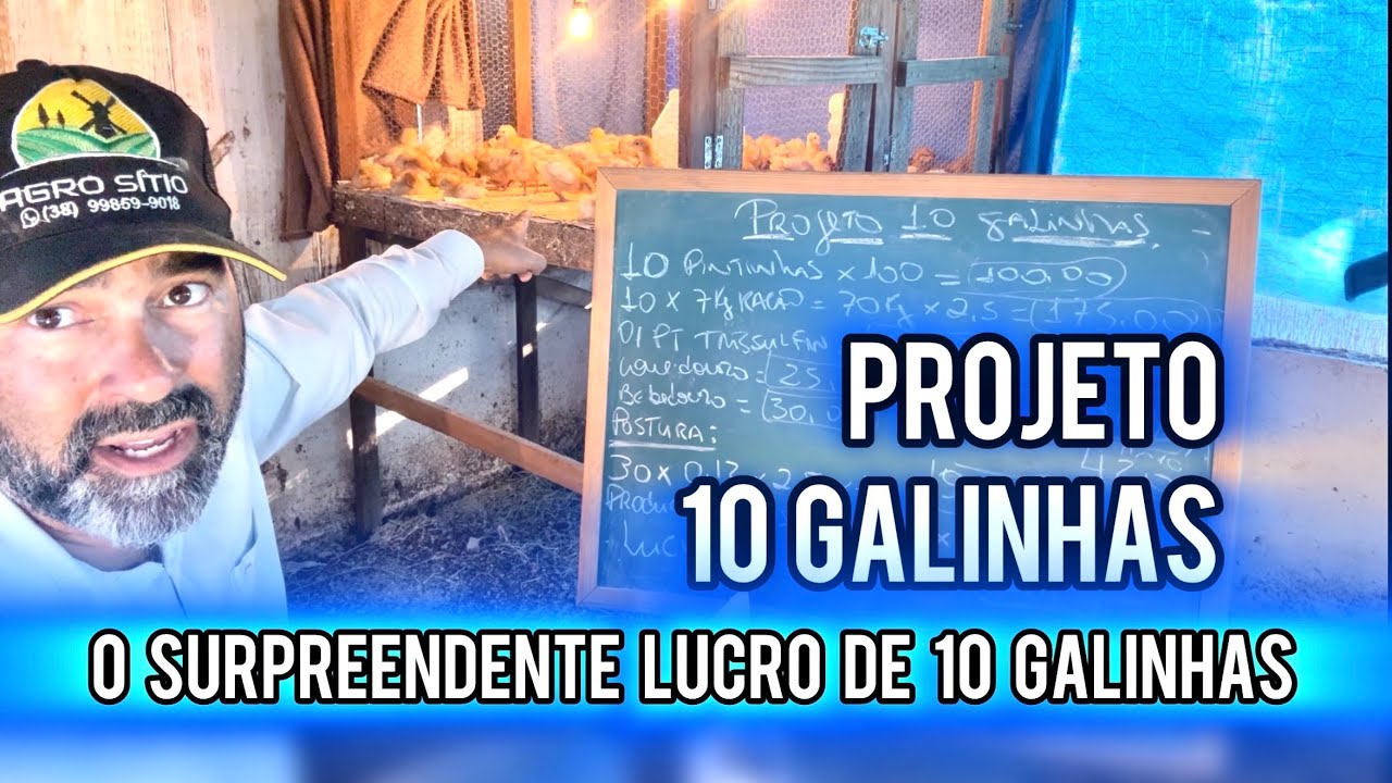 GALINHAS QUE RENDEN MAIS QUE AÇÕES | O LUCRO DA CRIAÇÃO DE APENAS 10 GALINHAS.