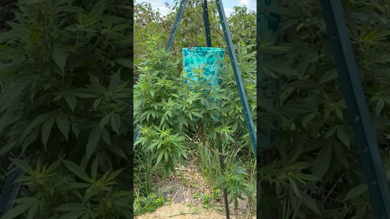 Growin’ Ganja in an Upside Down Pot and I Like that a Lot, right on…