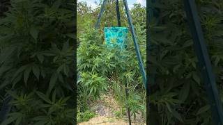 Growin’ Ganja in an Upside Down Pot and I Like that a Lot, right on…#pirateboarderlife #reels #ganja