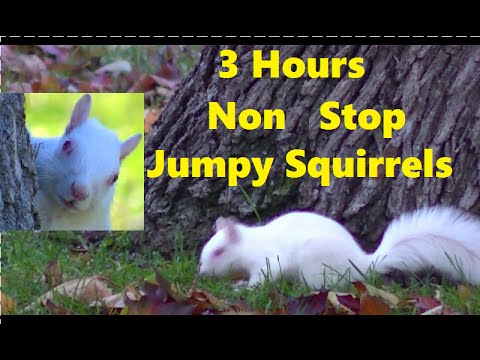 your-pets-favorite-video-!-entertainment-for-cats-and-dogs-.-hungry-squirrels
