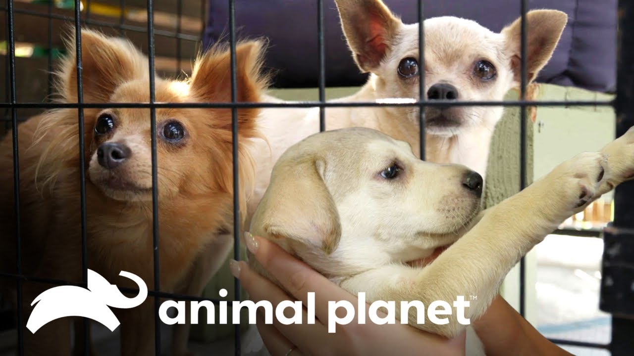 O resgate de filhotes no Havaí | Família ao Resgate | Animal Planet Brasil video editing software free