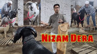 The Legend Of Indian Mendebaai | Nayaab Sheep Collection | Nizam Ka Dera Bhiwandi.