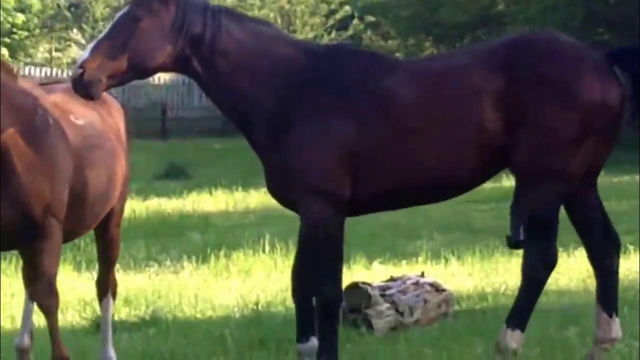 Stallion covering (mating) a mare. (Just a quickie!) - YouTube