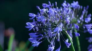 4K Rendering Violet flowers