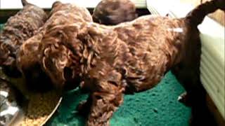 Royal Diamond Labradoodles Hope's Litter #1 video of First Meal HD.wmv by Royal Diamond Labradoodles 109 views 12 years ago 5 minutes, 35 seconds