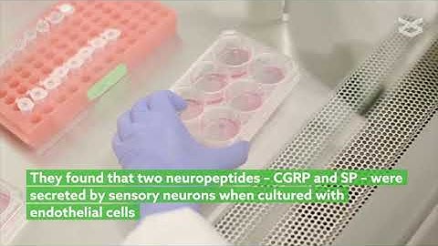 Sensory neurons from dorsal root ganglia regulate bone regeneration