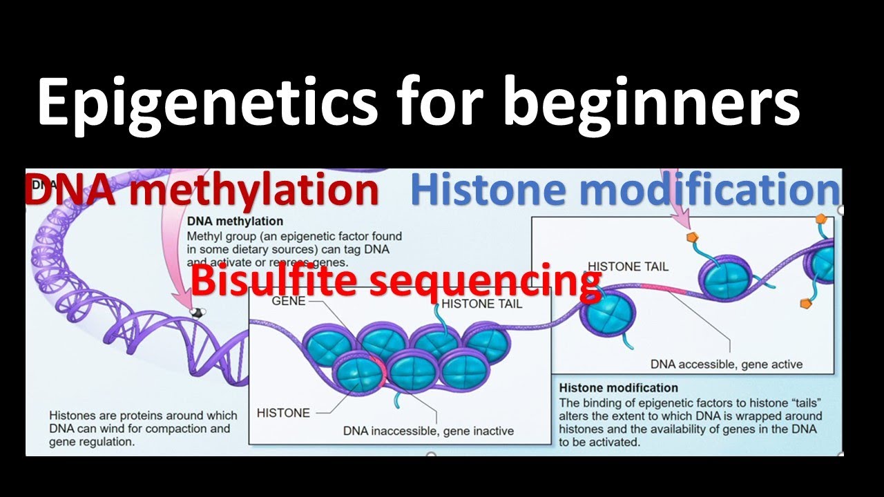 Epigenetics| Dna Methylation | Histone Modifications| Bisulfite Sequencing| Genetics For Beginners