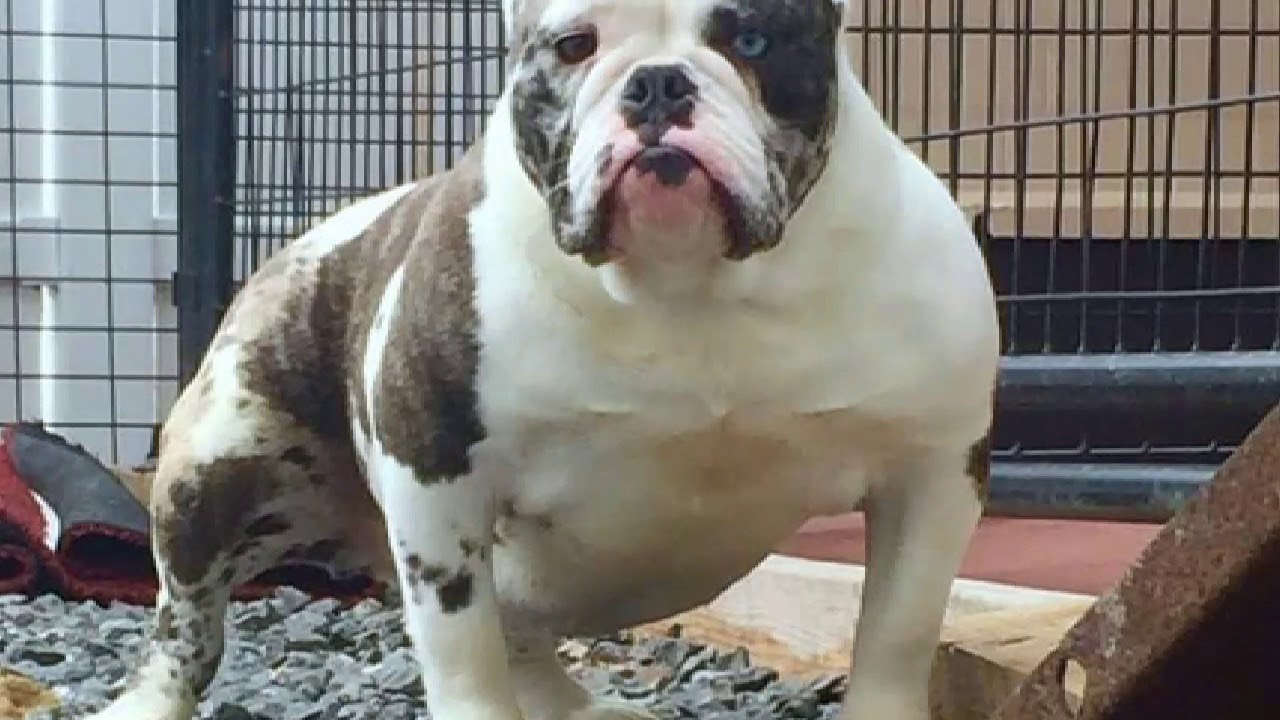 Drako Kennels is coming to Lancaster, Pa YouTube