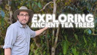 Exploring Ancient Tea Trees