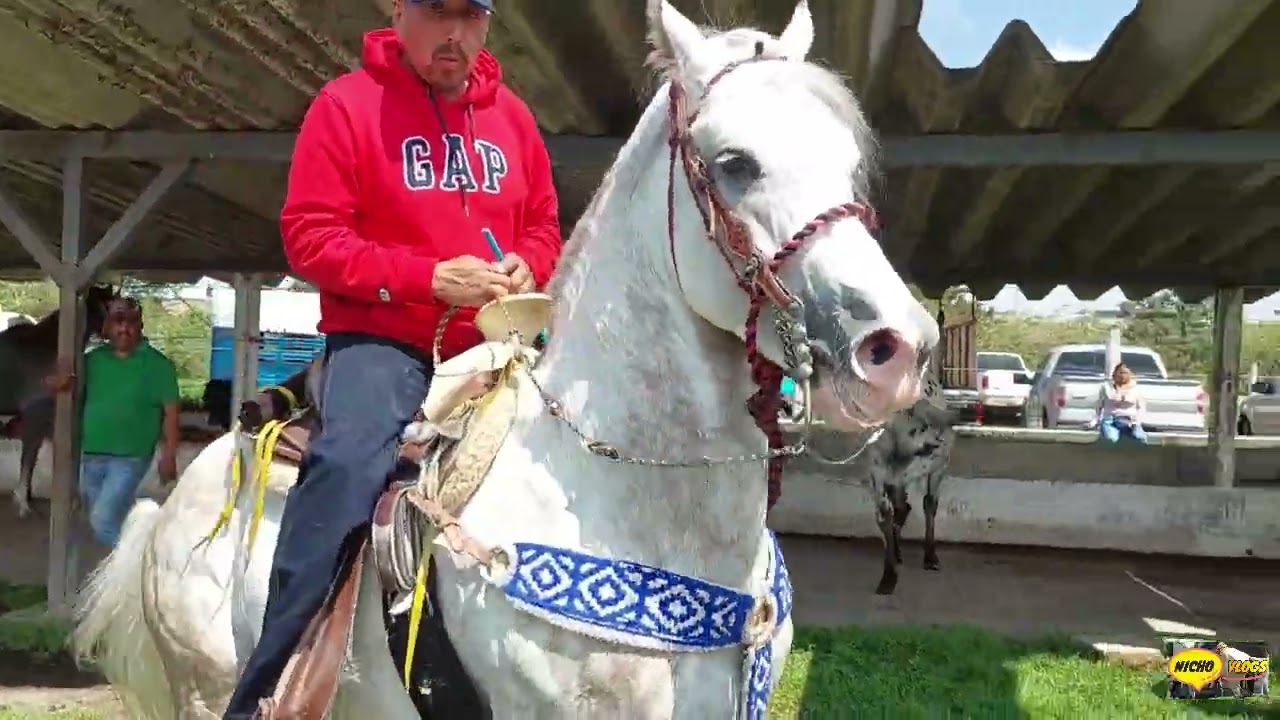 ESTOS POTROS Y CABALLOS ESTAN ENORMES HOY EN LA PLAZA GANADERA DEL RANCHO LAS TABLAS,ANIMALAZOS.