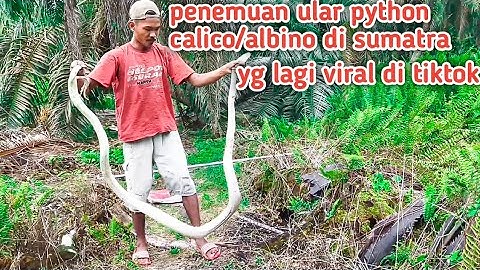VIRAL 🔴 penemuan ular albino/calico di perkebunan sawit sumatra