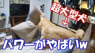 かまちょ無視してたら巨大クッションぶん回し始めたゴールデンレトリバージョイ