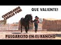 Se animó a Montar caballo Miniatura | La Vida Del Rancho | Pulgarcito