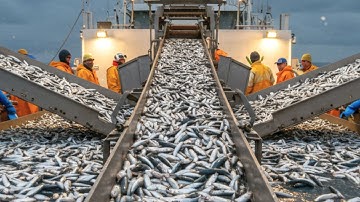 How American Fishermen Process Over 120 MILLION SARDINES A Year Using Ship-Based Machinery