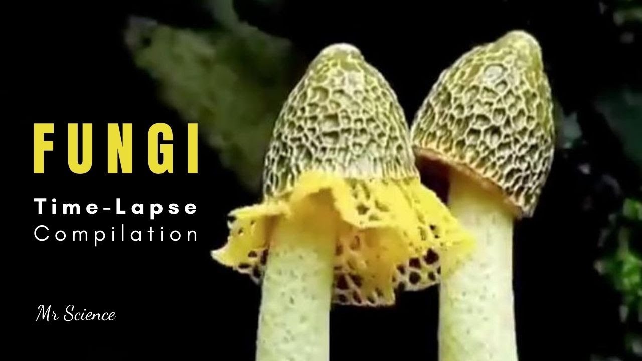 Fungi TimeLapse Growing Mushrooms Mr Science shorts YouTube