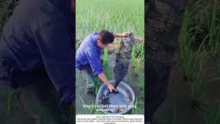 Crawfish Trap in Rice Paddy – A Net Full of Red 🦞🌾