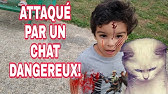 Un Chat Evite La Chute D Un Bebe Dans L Escalier En Se Jetant Sur Lui Youtube Un Chat Evite La Chute D Un Bebe Dans L Escalier En Se Jetant Sur Lui Youtube