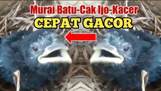 Download Lagu TENGKEK BUTO ANAKAN GACOR | MASTERAN MURAI BATU KACER CUCAK IJO MP3