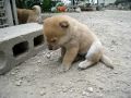 船をこぐ子犬