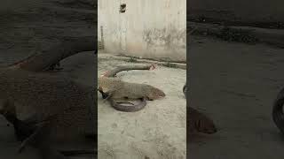 Cobra And Mongoose 1 Fight Cobra Mongoose Fight